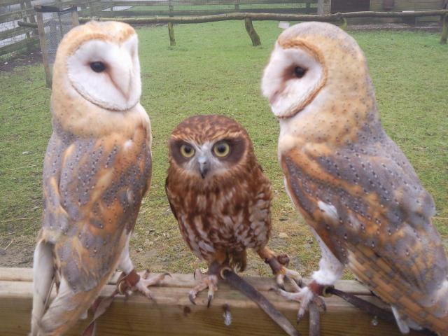 3 of the owls i tra…